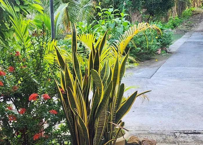 Cerrito Tropical Eco Lodge